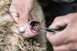 David Sepeau Photographe Bordeaux gironde nouvelle aquitaine France.