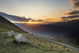 Reportage photo sur la transhumance dans les Hautes Pyrénées 