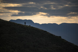 Reportage photo sur la transhumance dans les Hautes Pyrénées