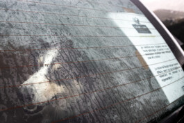 Reportage photo sur la transhumance dans les Hautes Pyrénées