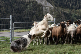 Reportage photo sur la transhumance dans les Hautes Pyrénées