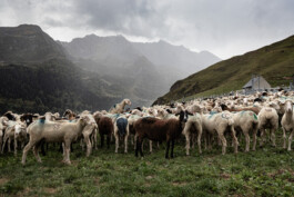 Reportage photo sur la transhumance dans les Hautes Pyrénées