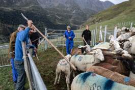 Reportage photo sur la transhumance dans les Hautes Pyrénées