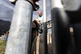 Reportage photo sur la transhumance dans les Hautes Pyrénées