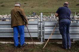 Reportage photo sur la transhumance dans les Hautes Pyrénées