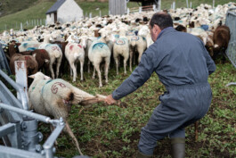 Reportage photo sur la transhumance dans les Hautes Pyrénées