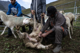 Reportage photo sur la transhumance dans les Hautes Pyrénées