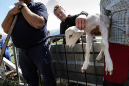 Reportage photo sur la transhumance dans les Hautes Pyrénées