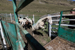 Reportage photo sur la transhumance dans les Hautes Pyrénées