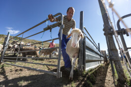 Reportage photo sur la transhumance dans les Hautes Pyrénées