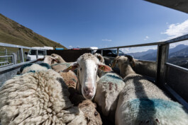Reportage photo sur la transhumance dans les Hautes Pyrénées