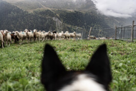 Reportage photo sur la transhumance dans les Hautes Pyrénées 