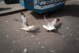 David Sepeau Photographe Bordeaux gironde nouvelle aquitaine France.