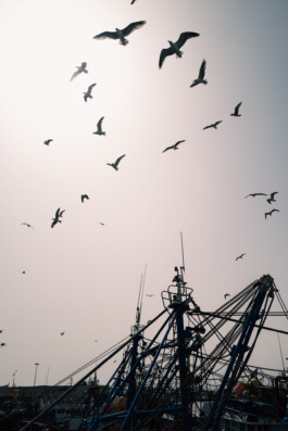 David Sepeau Photographe Bordeaux gironde nouvelle aquitaine France.