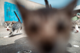 David Sepeau Photographe Bordeaux gironde nouvelle aquitaine France.