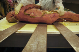 David Sepeau Photographe Bordeaux gironde nouvelle aquitaine France.