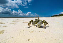David Sepeau Photographe Bordeaux gironde nouvelle aquitaine France. 