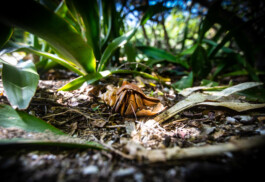 David Sepeau Photographe Bordeaux gironde nouvelle aquitaine France. 