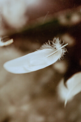 David Sepeau Photographe Bordeaux gironde nouvelle aquitaine France. 