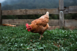 Le portillon des fée, lieu alternatif de vie en dehors du système. Poule dans le poulailler 