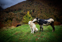 Le portillon des fée, lieu alternatif de vie en dehors du système. Chien et âne 